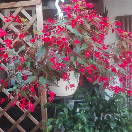 Dalmati House Hotel โบรดาริตซา ภายนอก รูปภาพ