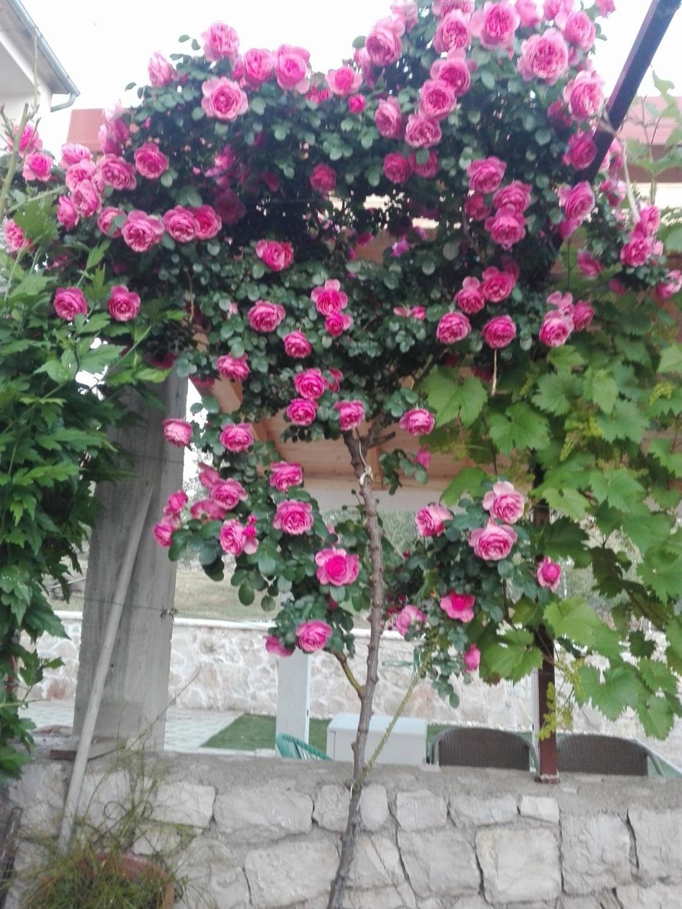 Dalmati House Hotel โบรดาริตซา ภายนอก รูปภาพ